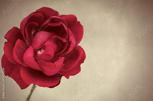 Photo: Red rose Red rose