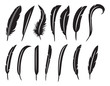 the collection of feathers