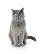 Foto: Sitting grey cat Sitting grey cat