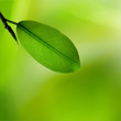 green leaves reflecting in the wate