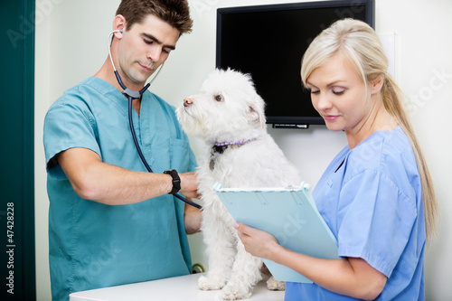 Photo: Veterinarian Doctor Examining Dog With Female Nurse At Clinic Veterinarian Doctor Examining Dog With Female Nurse At Clinic