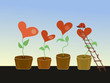 herzblumen zum valentinstag