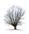 Arbre sans feuilles sur fond blanc