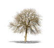 Arbre sans feuilles sur fond blanc
