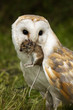 Barn Owl (Tyto alba) with a field mouse - England