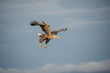 White-tailed Eagle