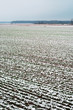 Photo: Little snow on field. Little snow on field.