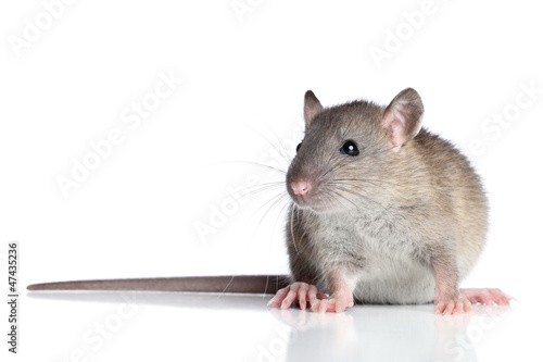 Photo: Rat on a white background Rat on a white background