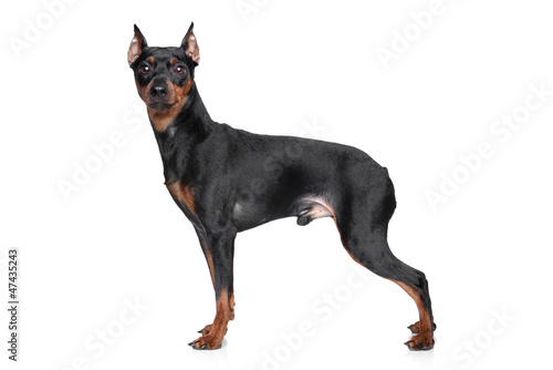 Photo: Miniature Pincher on white background Miniature Pincher on white background