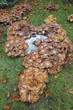 group of mushrooms