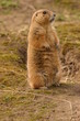 Foto: Black-tailed Prairie Marmot - Cynomys ludovicianus Black-tailed Prairie Marmot - Cynomys ludovicianus