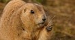 Foto: Black-tailed Prairie Marmot - Cynomys ludovicianus Black-tailed Prairie Marmot - Cynomys ludovicianus