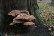 mushrooms on a tree