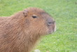 Foto: Capybara - Hydrochoerus hydrochaeris Capybara - Hydrochoerus hydrochaeris