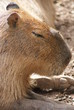 Capybara - Hydrochoerus hydrochaeris