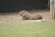 Capybara - Hydrochoerus hydrochaeris