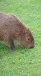 Capybara - Hydrochoerus hydrochaeris