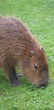 Capybara - Hydrochoerus hydrochaeris