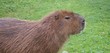 Capybara - Hydrochoerus hydrochaeris
