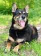 Photo: Shepherd dog Shepherd dog