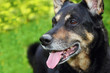 Photo: Shepherd dog Shepherd dog
