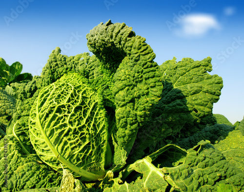 Photo: kale field kale field