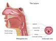 Anatomy of voice box midsagittal and from top, eps10