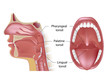 Tonsils in open mouth and sagittal view, eps10