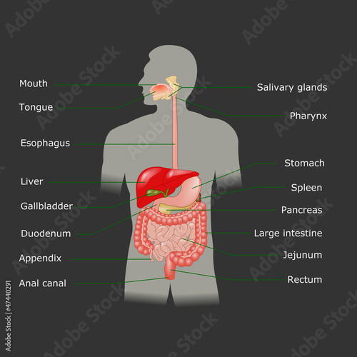 Illustration: Human digestive system in vector Human digestive system in vector