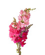 Stems of pink, red and purple shapdragon flowers isolated on whi