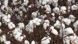 Cotton Bolls Pull