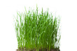fresh grass isolated on white