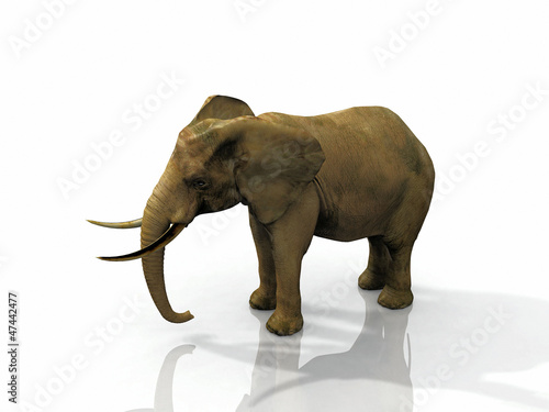 Illustration: African elephant on white background African elephant on white background