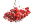 Bunch of red rowan