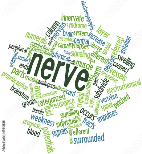 Illustration: Word cloud for Nerve Word cloud for Nerve