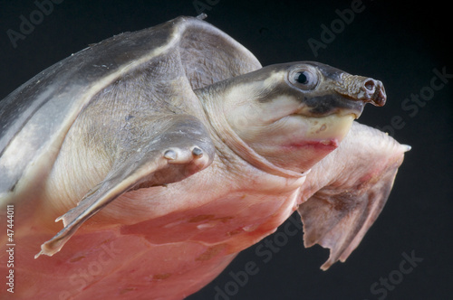 Photo: Pig-nosed turtle / Carettochelys insculpta Pig-nosed turtle / Carettochelys insculpta