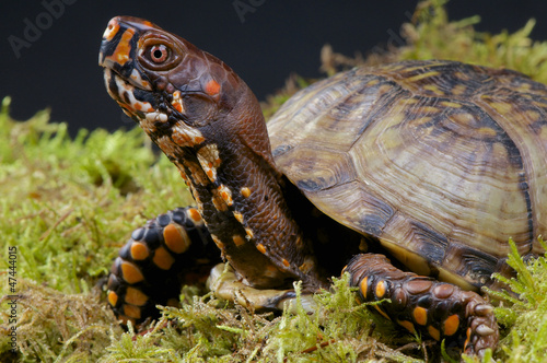 Photo: Box turtle / Terrapene carolina Box turtle / Terrapene carolina