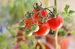 tomato branch with red and green tomatoes