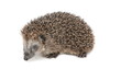 Cute hedgehog walking and sniffing around