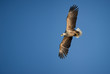 Foto: Eagle in Flight Eagle in Flight