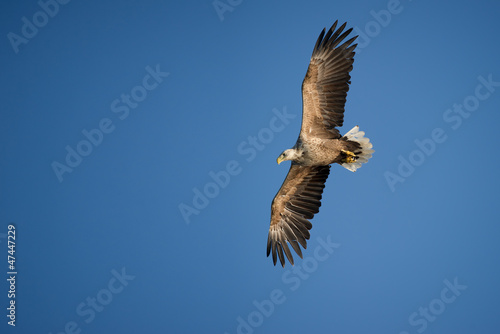Photo: Eagle in Flight Eagle in Flight