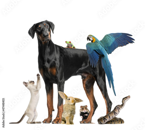 Photo: Group of pets Group of pets
