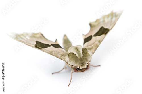 Photo: Lime Hawk-moth, Mimas tiliae Lime Hawk-moth, Mimas tiliae