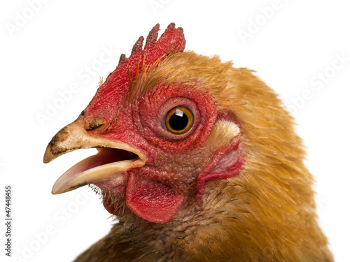Photo: Close up of a dirty Crossbreed rooster, Pekin and Wyandotte Close up of a dirty Crossbreed rooster, Pekin and Wyandotte