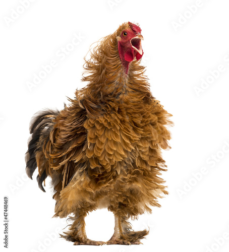 Photo: Crossbreed rooster crowing, Pekin and Wyandotte Crossbreed rooster crowing, Pekin and Wyandotte