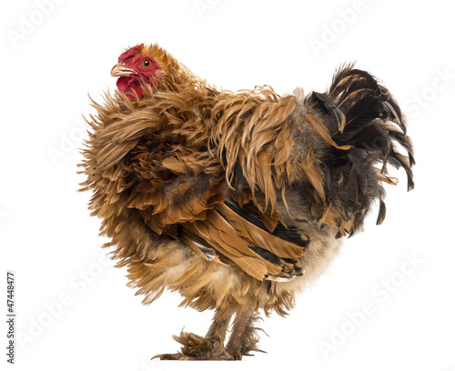 Photo: Side view of a Crossbreed rooster, Pekin and Wyandotte Side view of a Crossbreed rooster, Pekin and Wyandotte