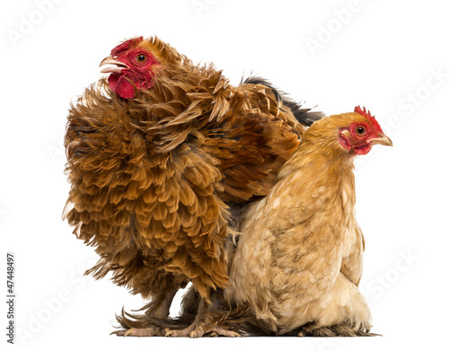 Photo: Crossbreed rooster, Pekin and Wyandotte, standing Crossbreed rooster, Pekin and Wyandotte, standing