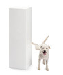 Parson Russell terrier urinating on a pedestal