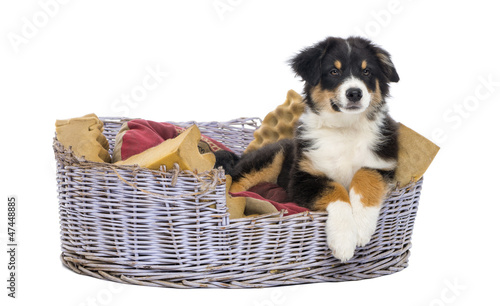 Photo: Australian Shepherd, 3 months old, lying in dog bed Australian Shepherd, 3 months old, lying in dog bed