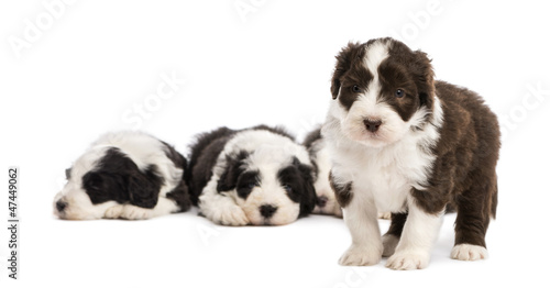 Photo: Bearded Collie puppy, 6 weeks old, standing Bearded Collie puppy, 6 weeks old, standing